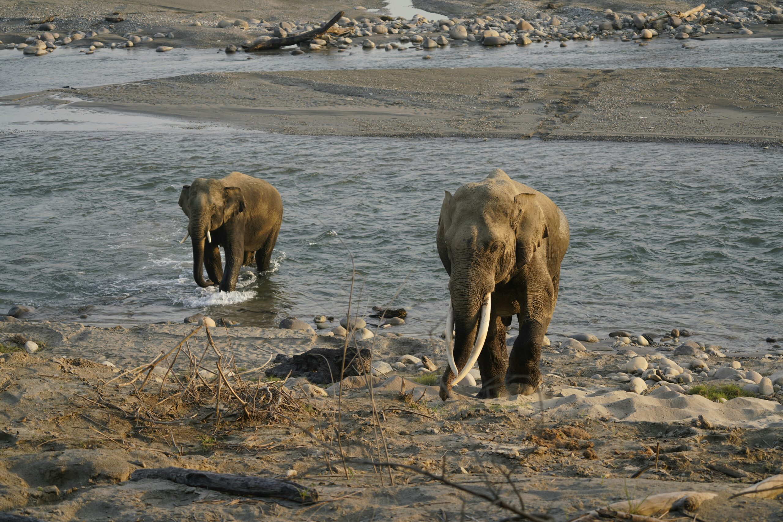 Elephant enjoying in water