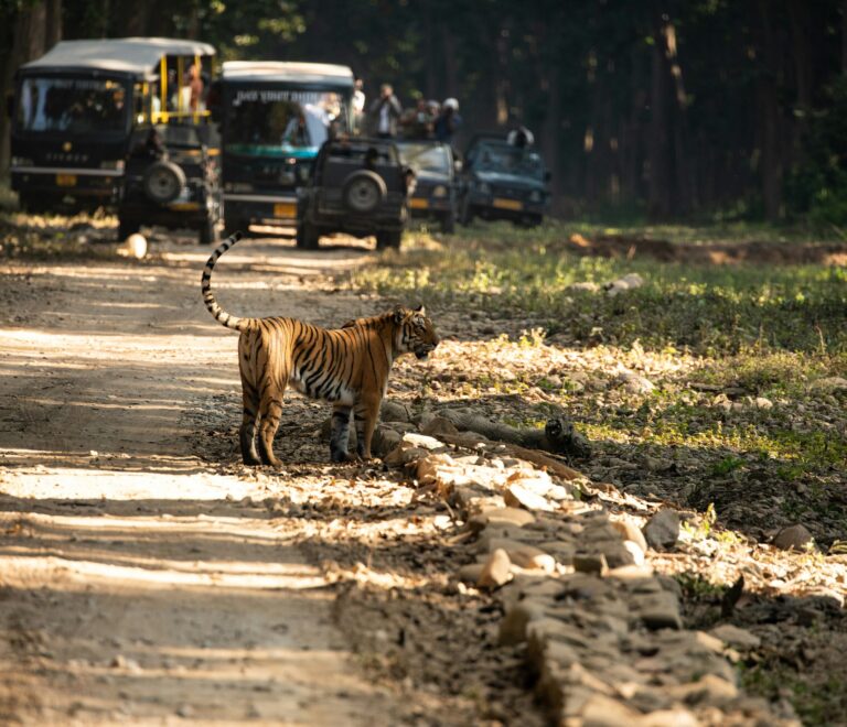 Jim Corbett Resorts & Adventure Guide: A Real Travel Experience in Nature and Wildlife
