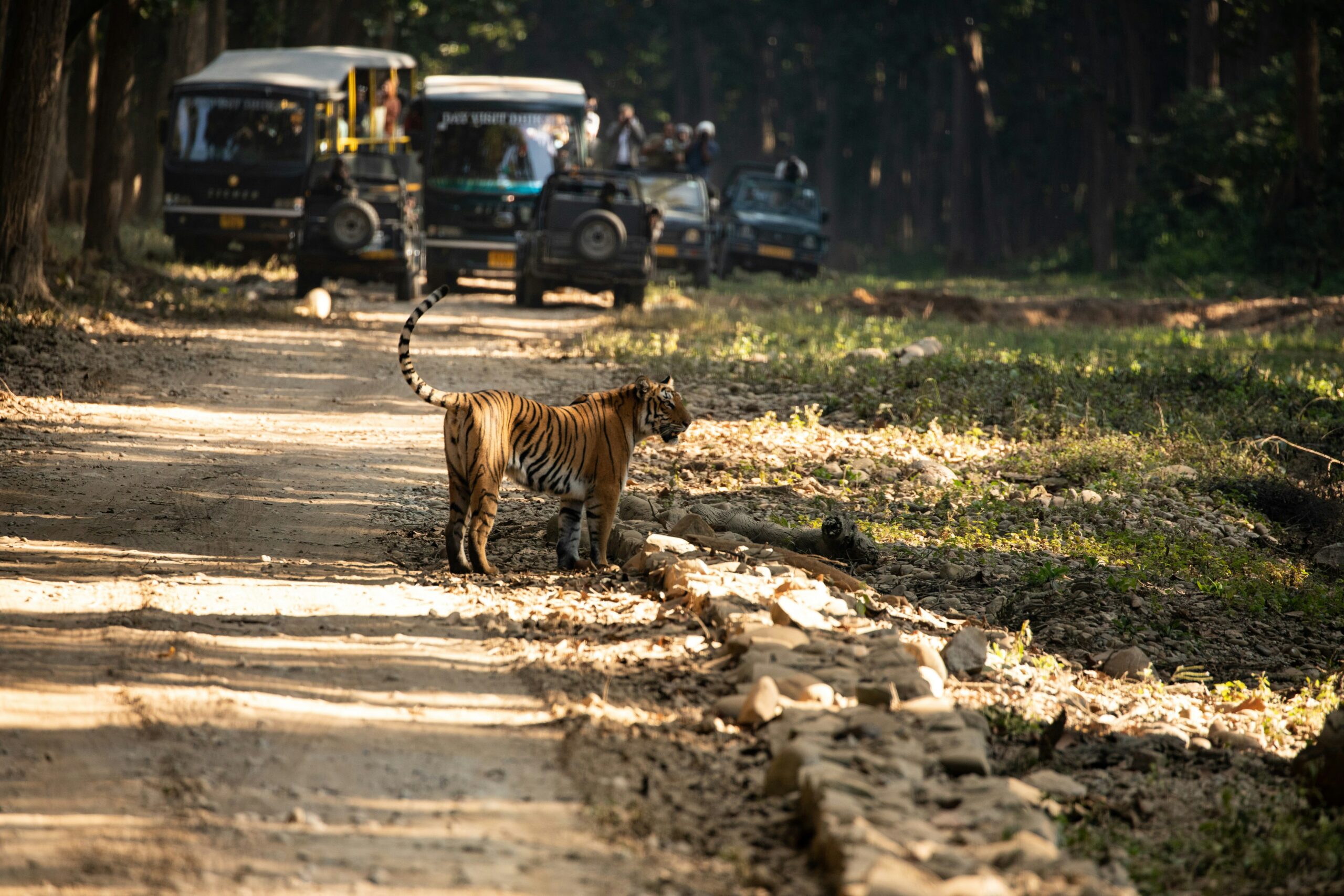 jim corbett national park